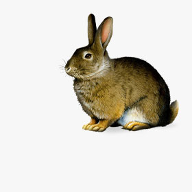 Комбикорм для кроликов и нутрий